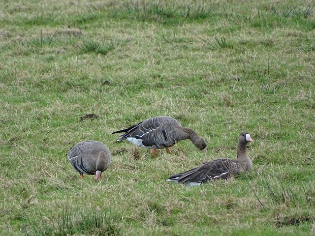 他不仅为亚 他不仅为亚